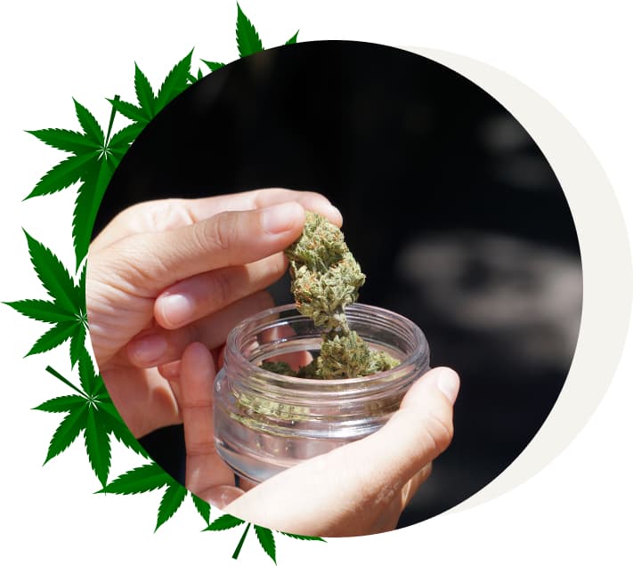 Cannabis Bud