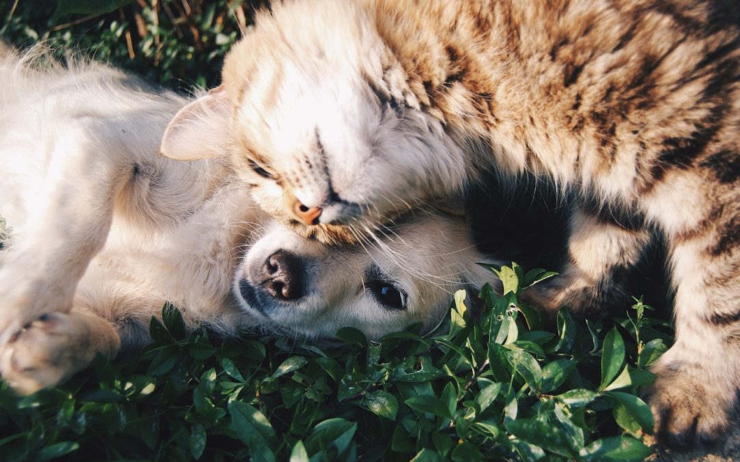 The Science of CBD and Cannabis For Cats and Dogs